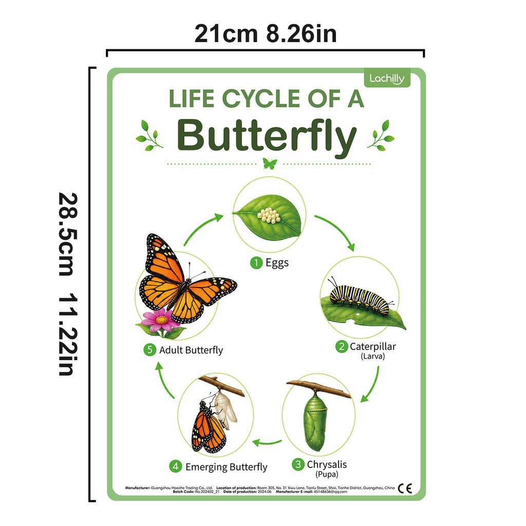 8Pcs Poster Edukasi Siklus Hid - Kids Nature Education ulasan dan harga