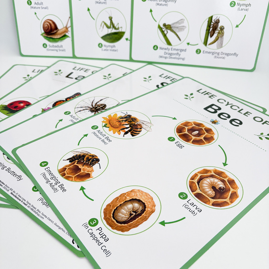 8Pcs Poster Edukasi Siklus Hid - Kids Nature Education ulasan dan harga